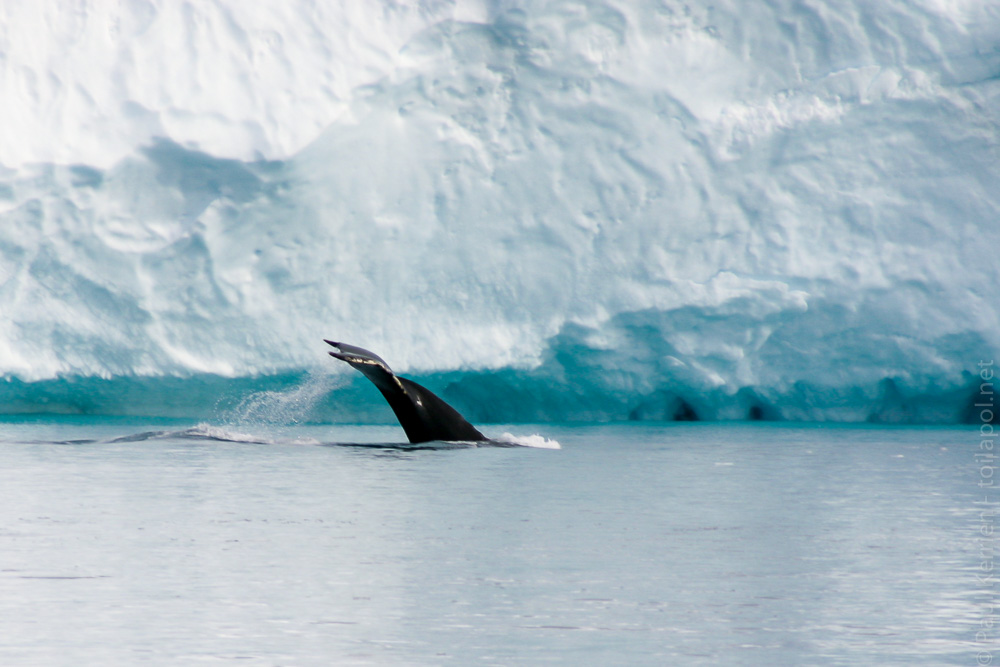 escale à Ilulissat